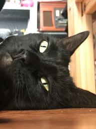 close up of a black cat's face, while she lays on the floor